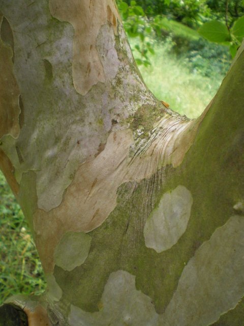 Stuartia pseudocamellia ecorce